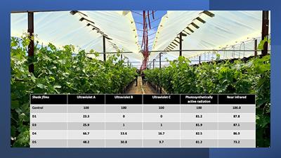 Overhead photoselective shade films mitigate effects of climate change by arresting flavonoid and aroma composition degradation in wine